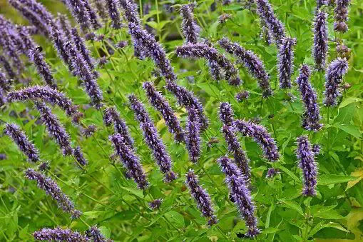 Hyssop: An Ancient Herb's Modern Skin Benefits